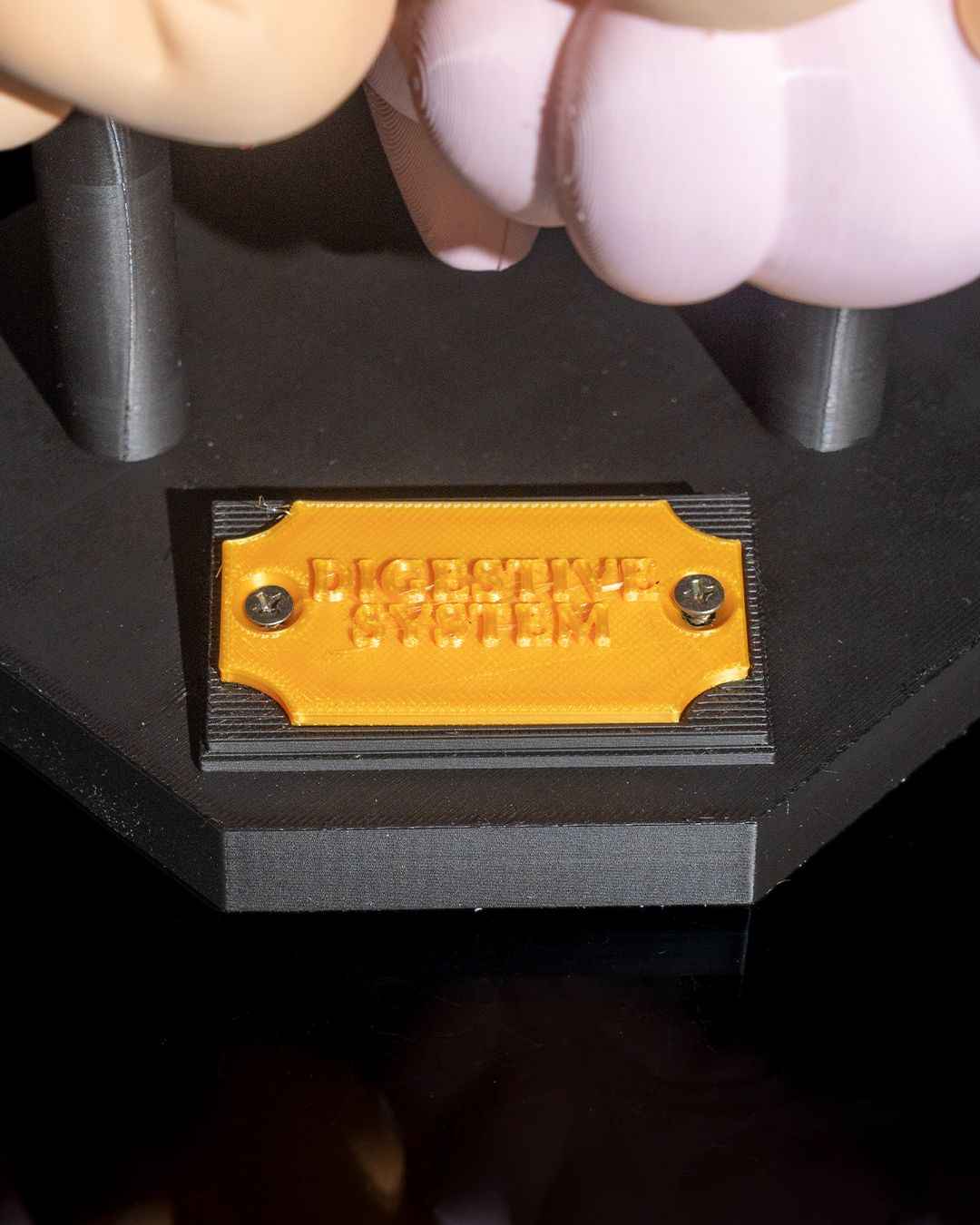 Digestive System Anatomical educational model