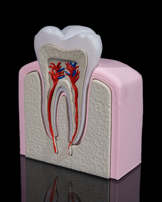 Healthy Premolar Tooth educational model