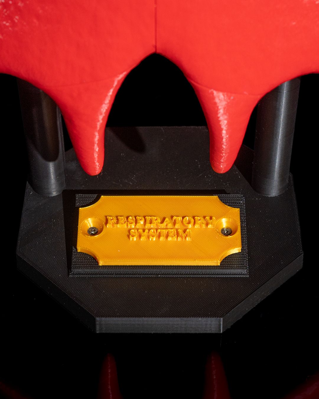 Lung Anatomical educational model