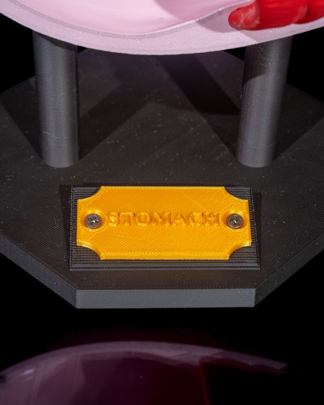 Stomach Anatomical educational model