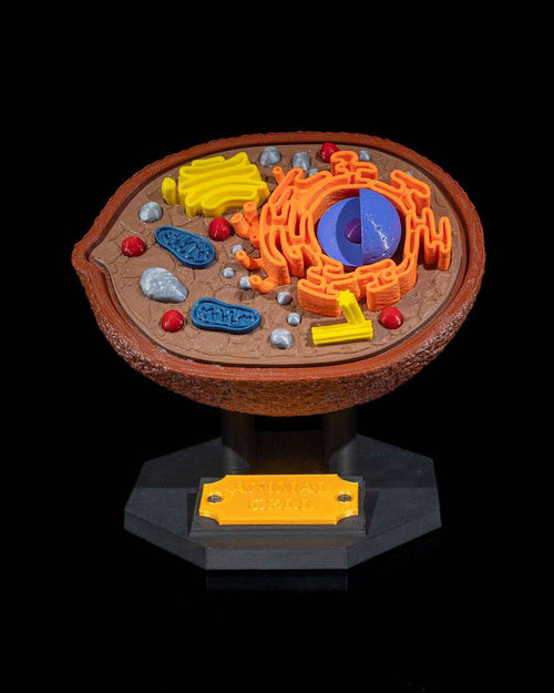 Animal Cell educational model - Myth & Motion by The Braysdown Workshop