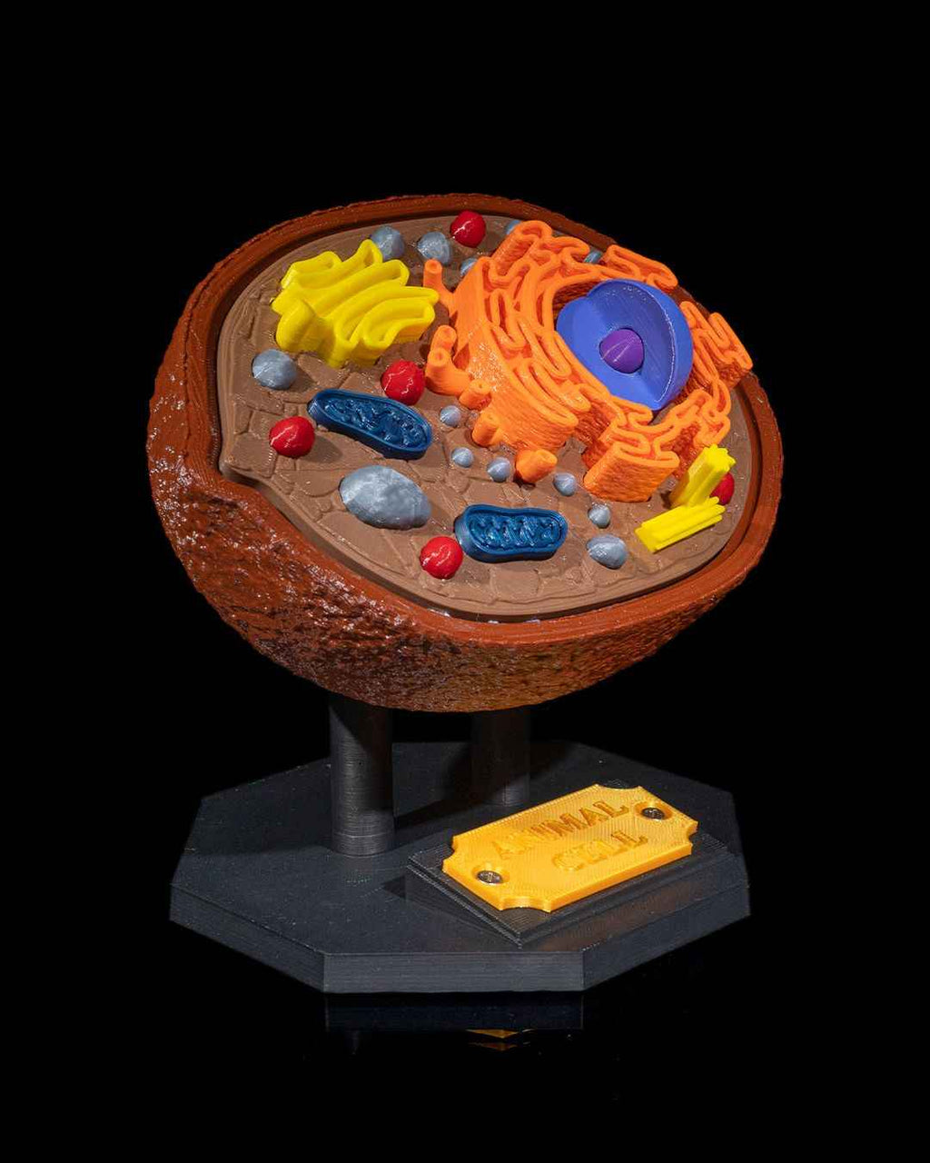 Animal Cell educational model - Myth & Motion by The Braysdown Workshop