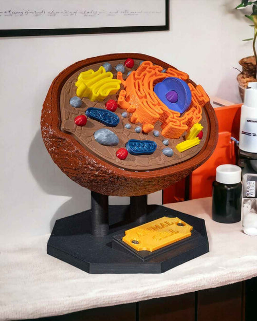 Animal Cell educational model - Myth & Motion by The Braysdown Workshop