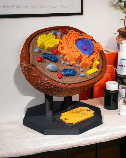 Animal Cell educational model