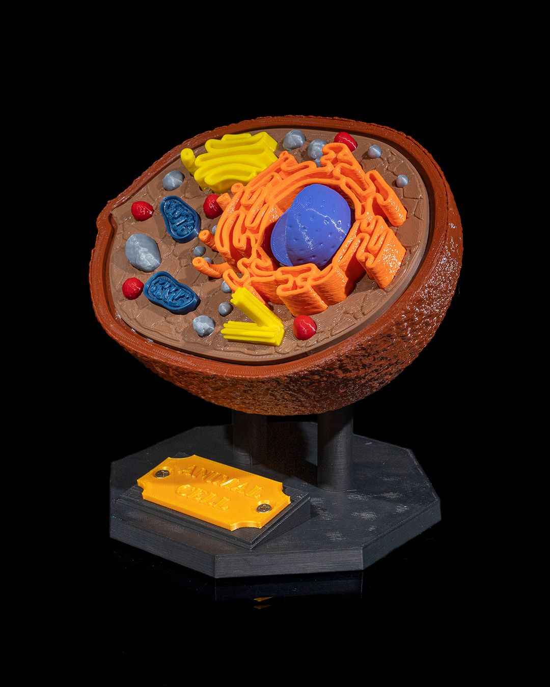 Animal Cell educational model - Myth & Motion by The Braysdown Workshop