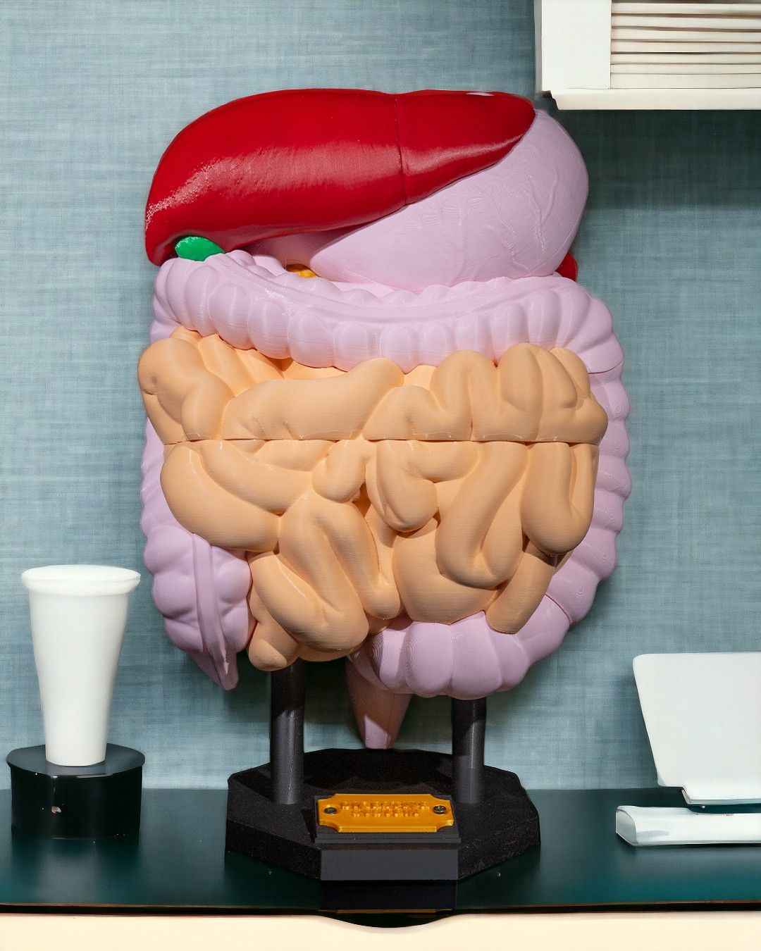 Digestive System Anatomical educational model - Myth & Motion by The Braysdown Workshop