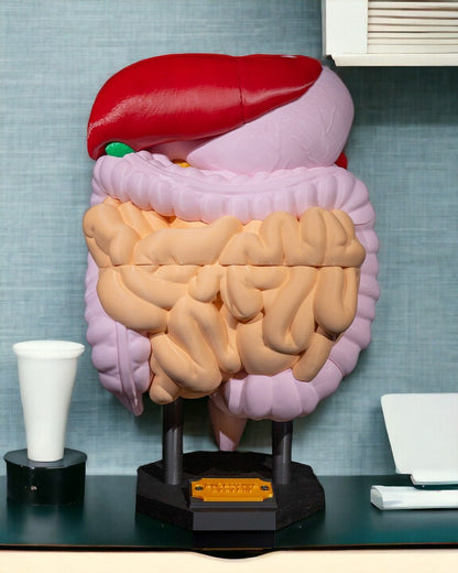 Digestive System Anatomical educational model