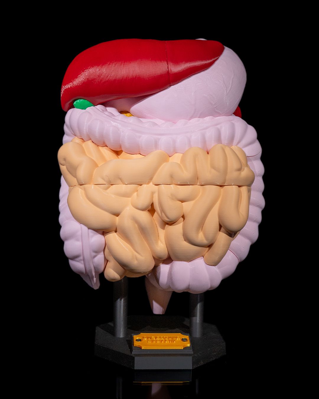 Digestive System Anatomical educational model