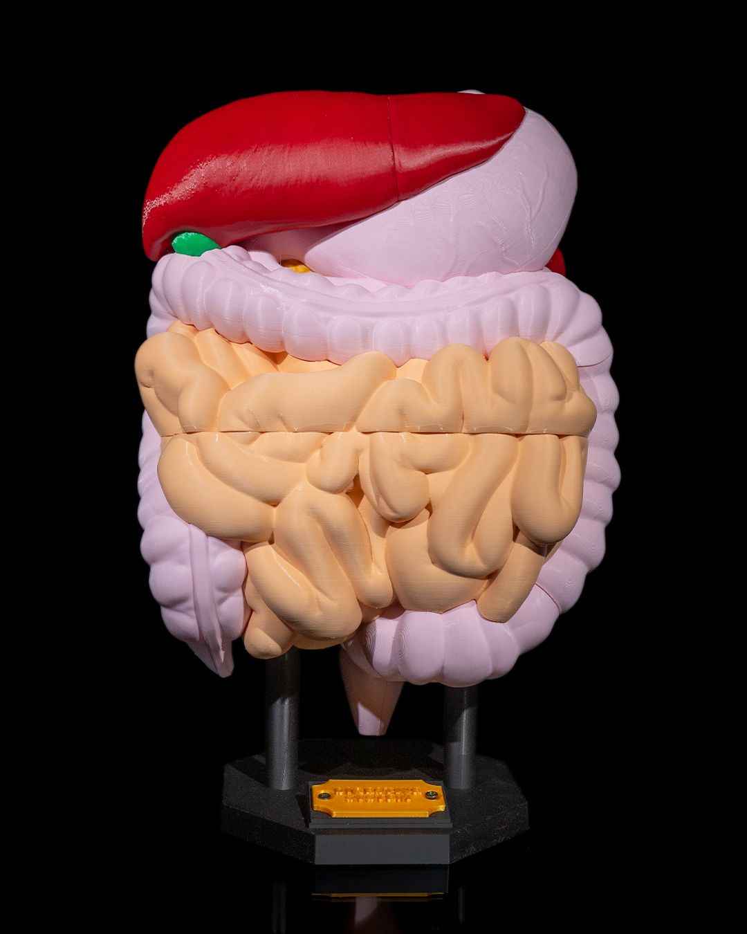 Digestive System Anatomical educational model - Myth & Motion by The Braysdown Workshop