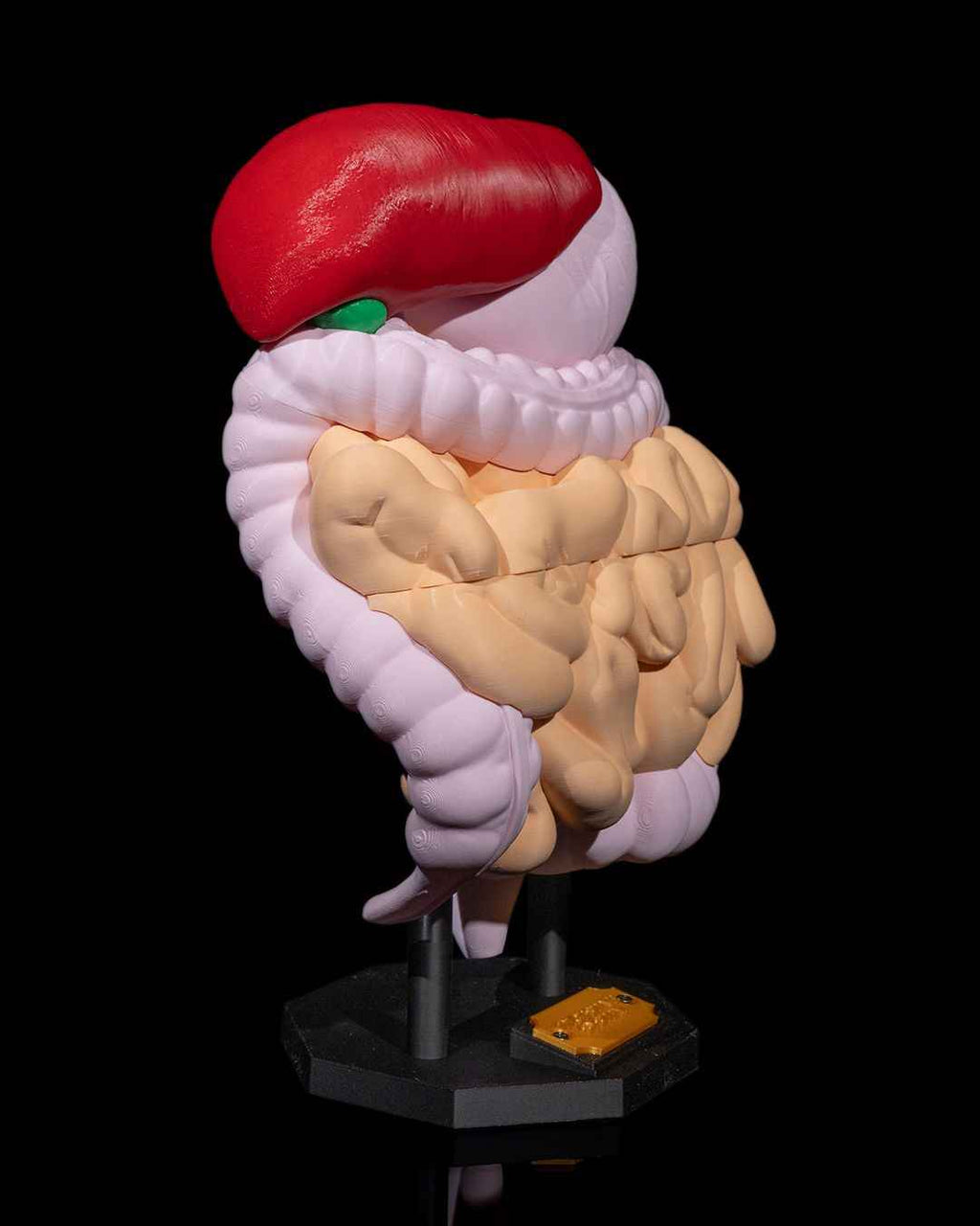 Digestive System Anatomical educational model - Myth & Motion by The Braysdown Workshop