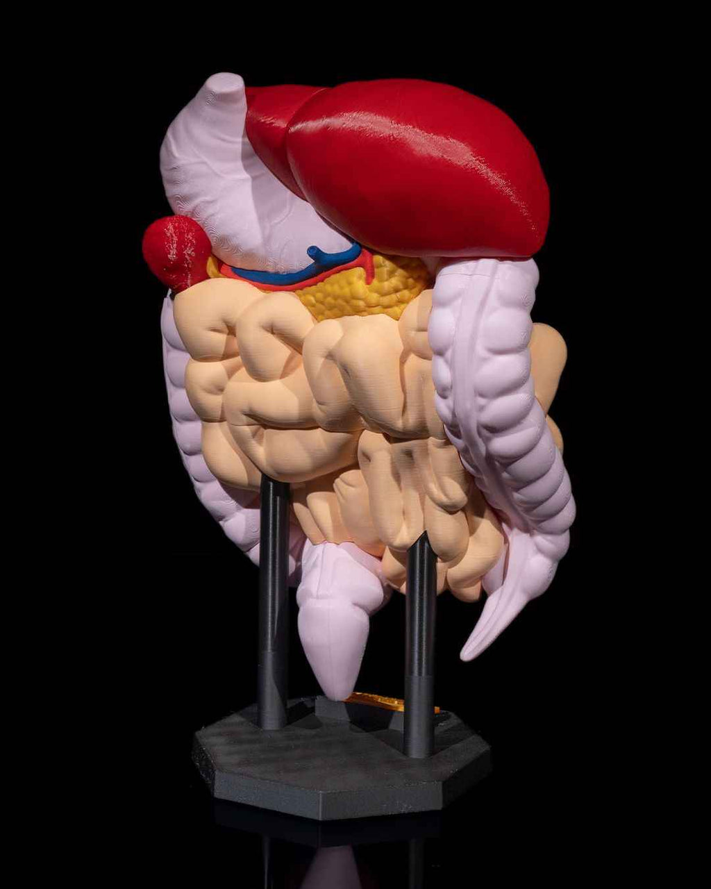 Digestive System Anatomical educational model - Myth & Motion by The Braysdown Workshop