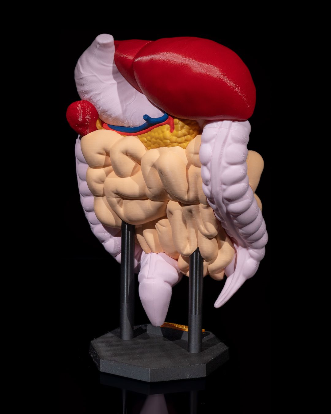 Digestive System Anatomical educational model