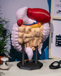 Digestive System Anatomical educational model - Myth & Motion by The Braysdown Workshop