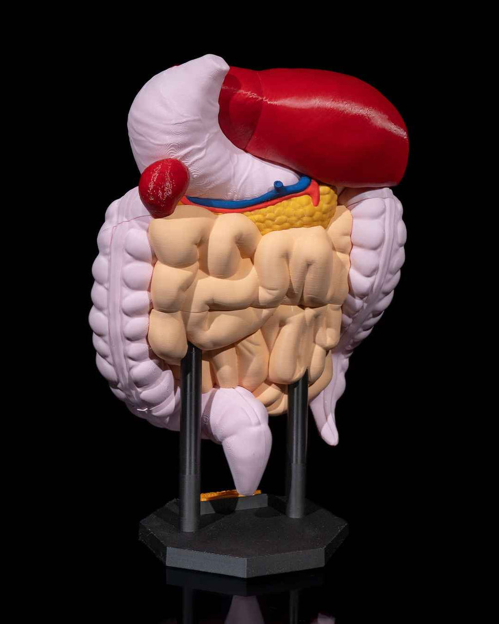 Digestive System Anatomical educational model - Myth & Motion by The Braysdown Workshop