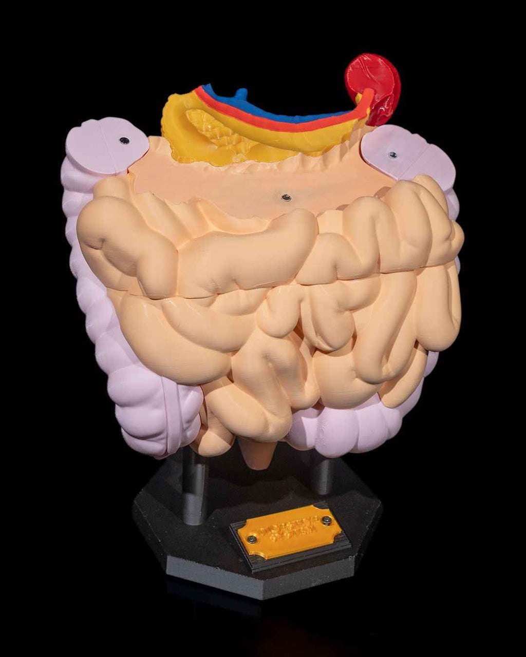 Digestive System Anatomical educational model - Myth & Motion by The Braysdown Workshop