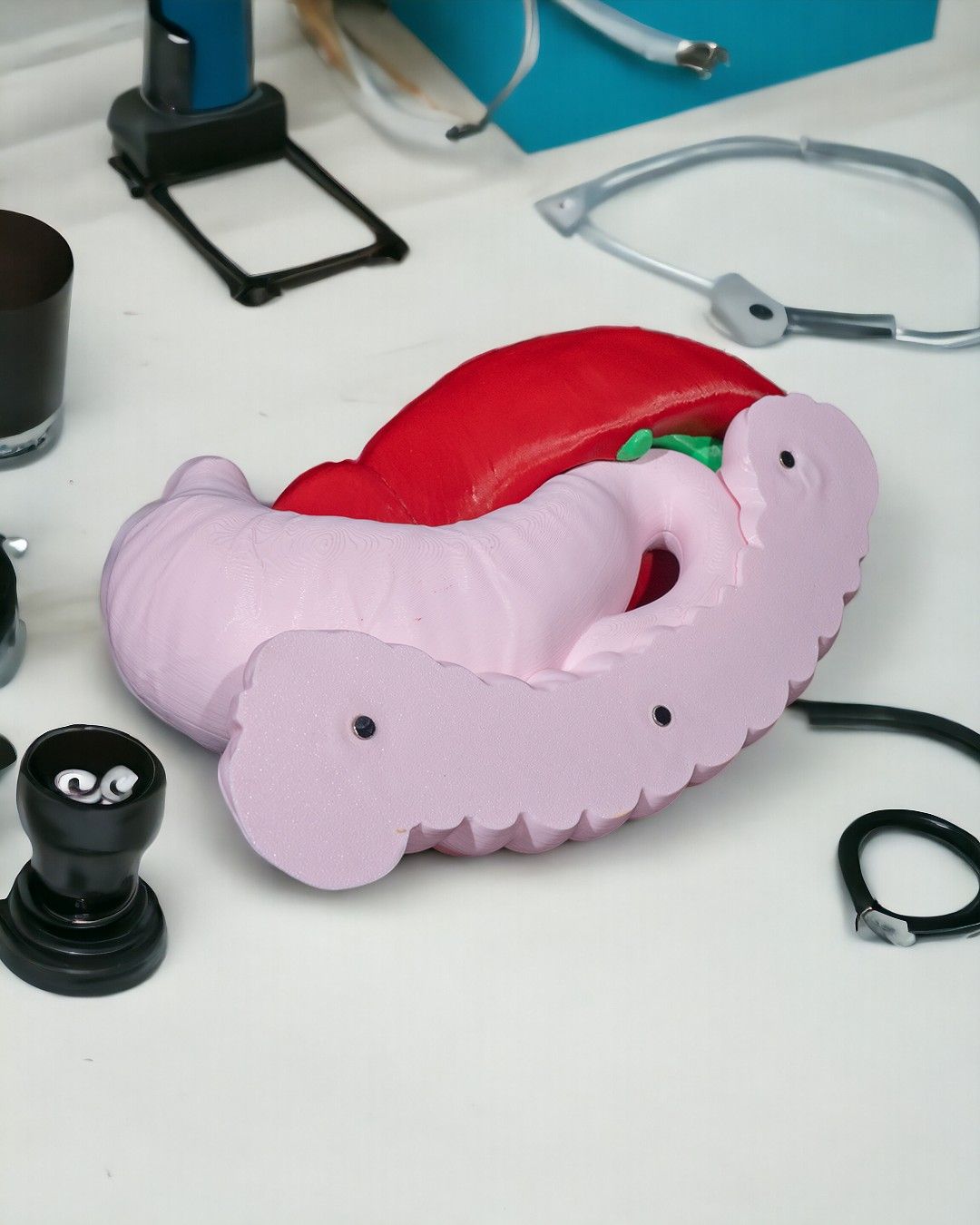 Digestive System Anatomical educational model