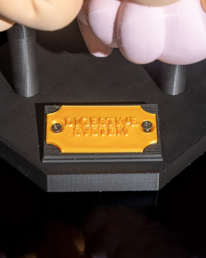 Digestive System Anatomical educational model