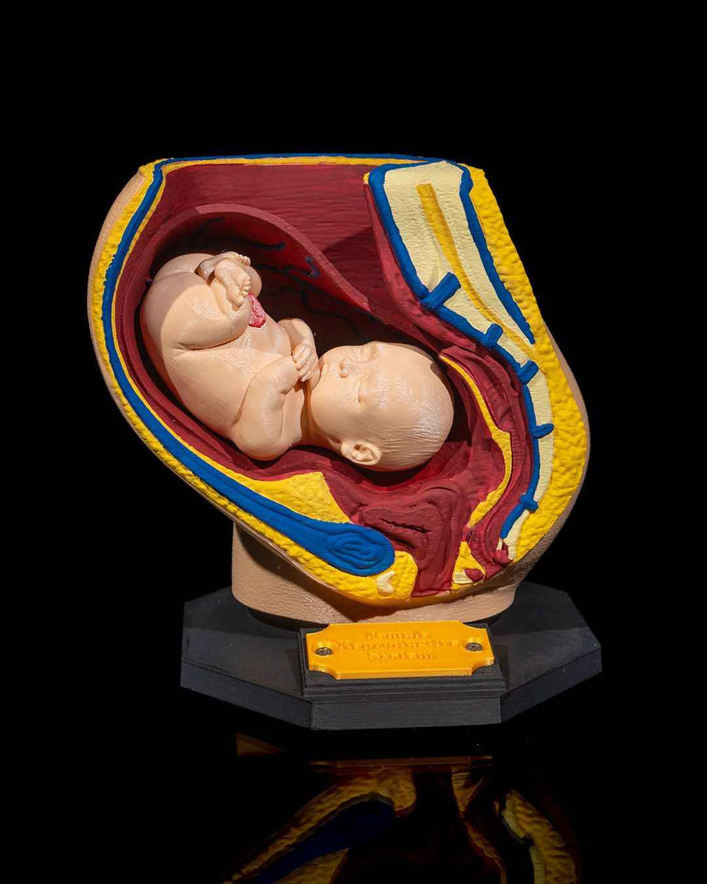 Female Reproduction educational model - Myth & Motion by The Braysdown Workshop