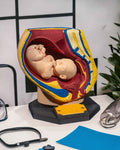 Female Reproduction educational model - Myth & Motion by The Braysdown Workshop