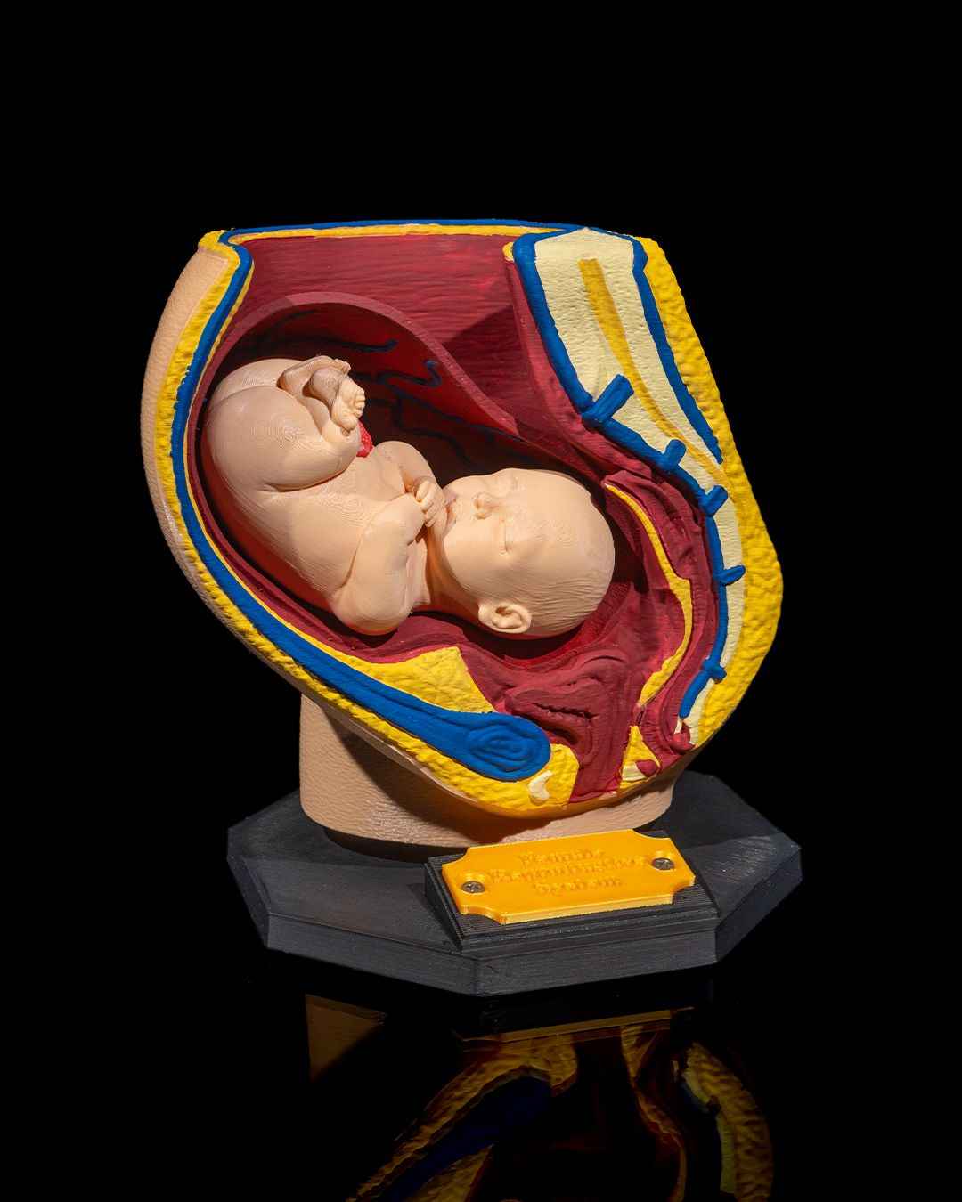 Female Reproduction educational model - Myth & Motion by The Braysdown Workshop