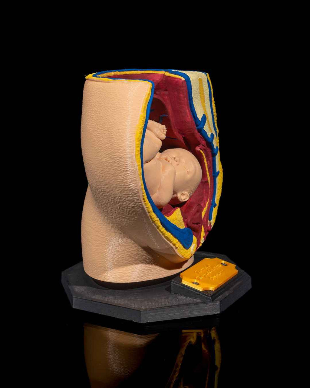 Female Reproduction educational model - Myth & Motion by The Braysdown Workshop