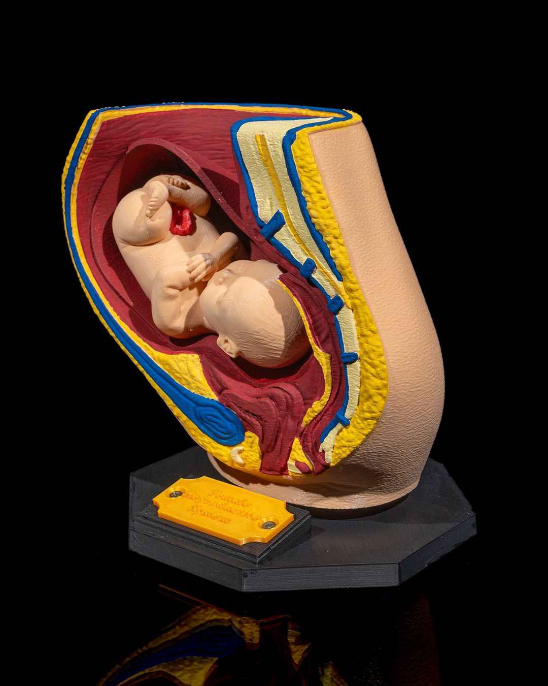 Female Reproduction educational model - Myth & Motion by The Braysdown Workshop