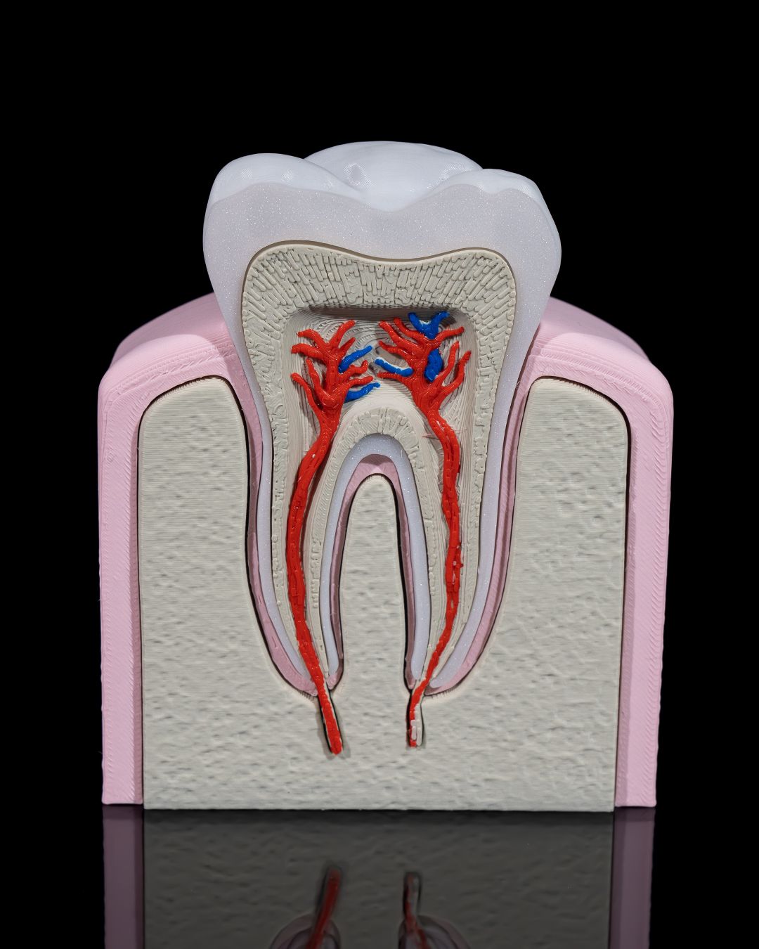 Healthy Premolar Tooth educational model
