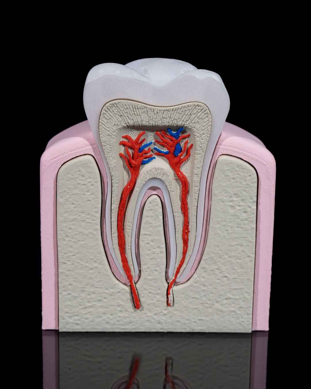Healthy Premolar Tooth educational model - Myth & Motion by The Braysdown Workshop
