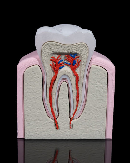 Healthy Premolar Tooth educational model