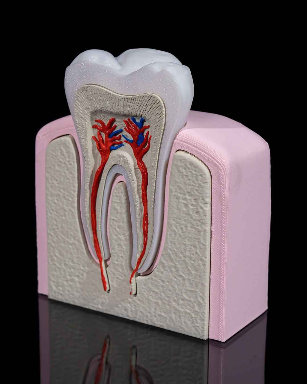 Healthy Premolar Tooth educational model - Myth & Motion by The Braysdown Workshop