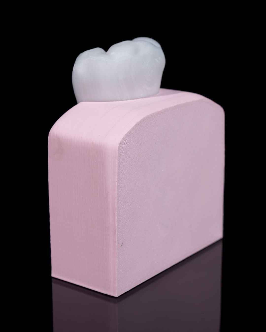 Healthy Premolar Tooth educational model - Myth & Motion by The Braysdown Workshop