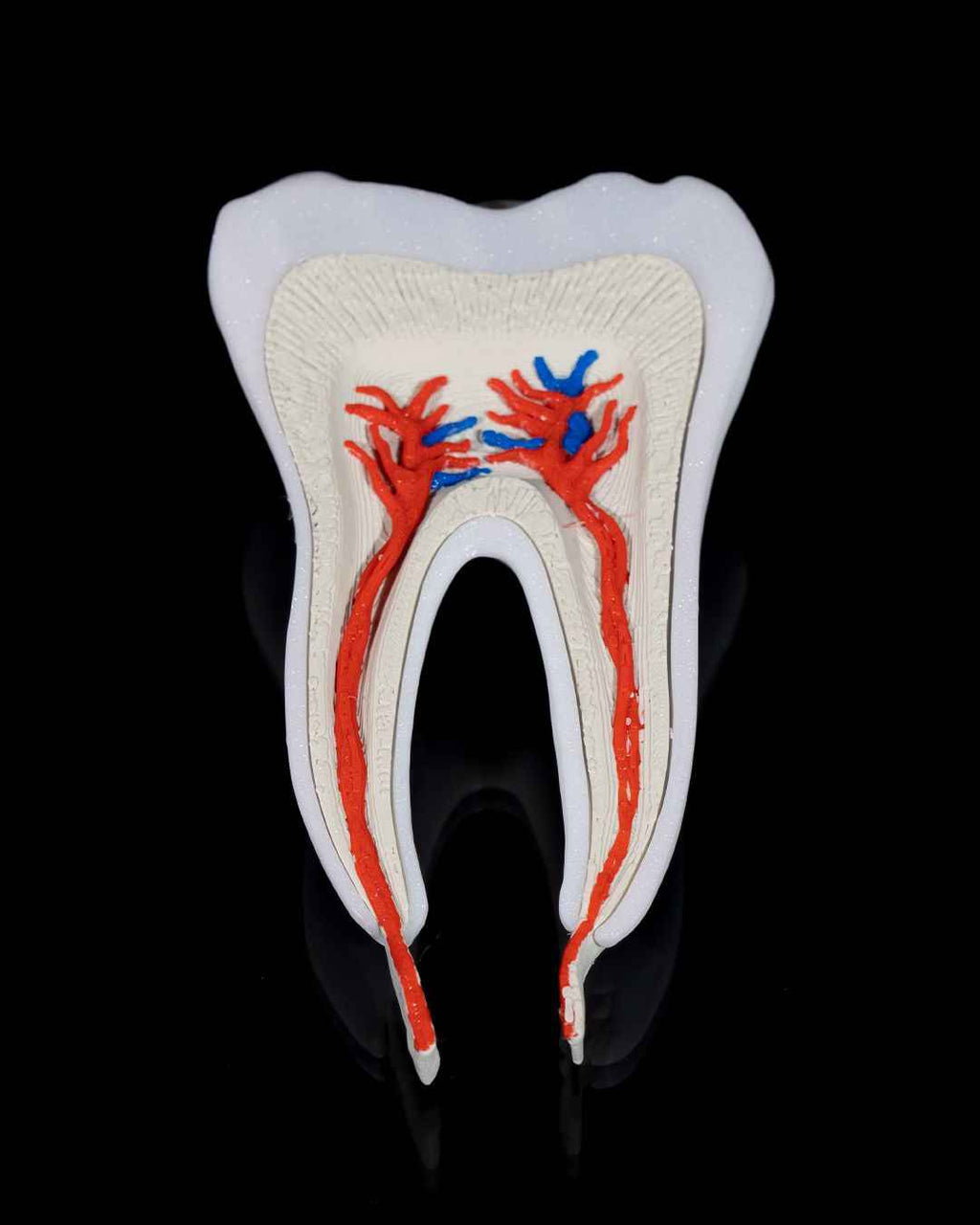 Healthy Premolar Tooth educational model - Myth & Motion by The Braysdown Workshop