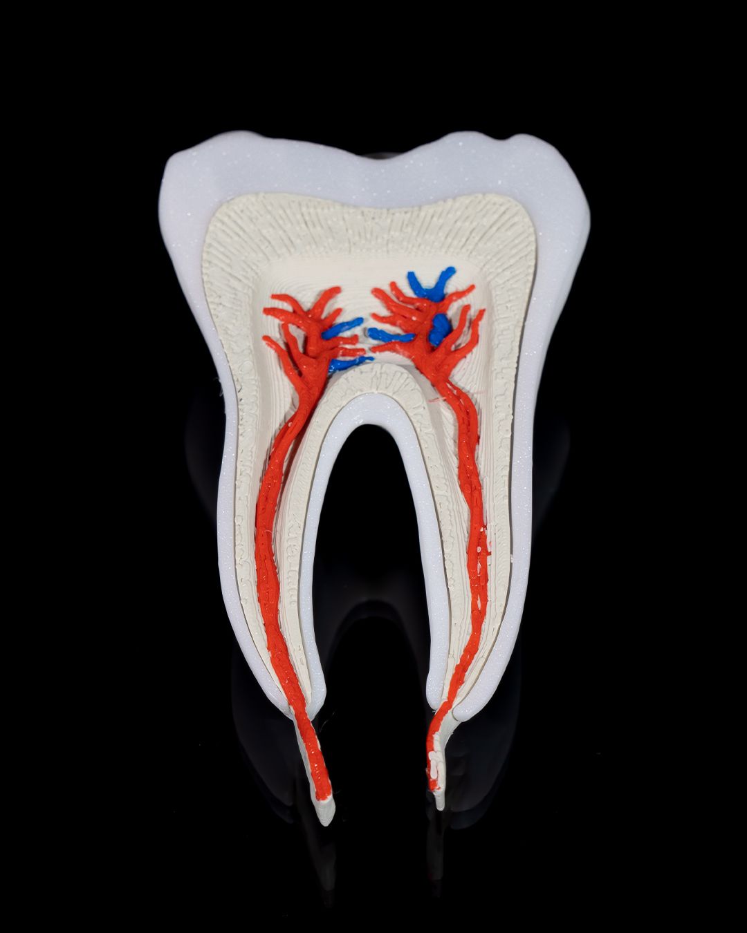 Healthy Premolar Tooth educational model