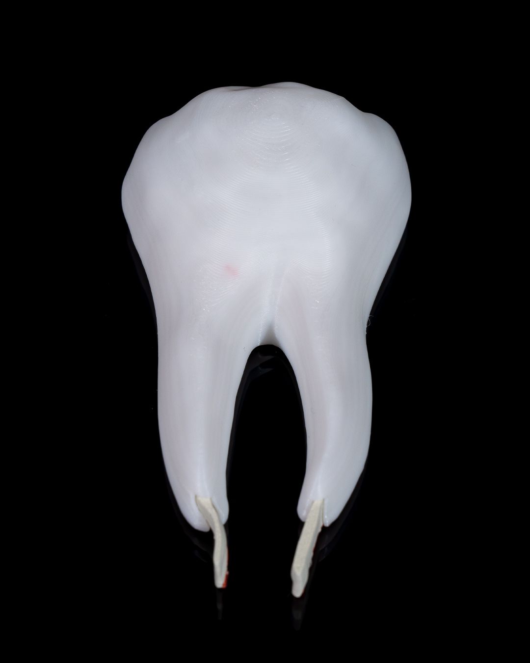 Healthy Premolar Tooth educational model