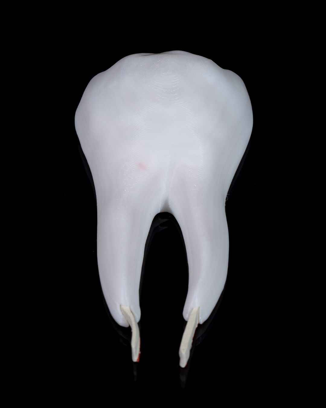 Healthy Premolar Tooth educational model - Myth & Motion by The Braysdown Workshop