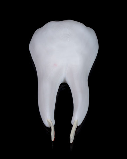 Healthy Premolar Tooth educational model