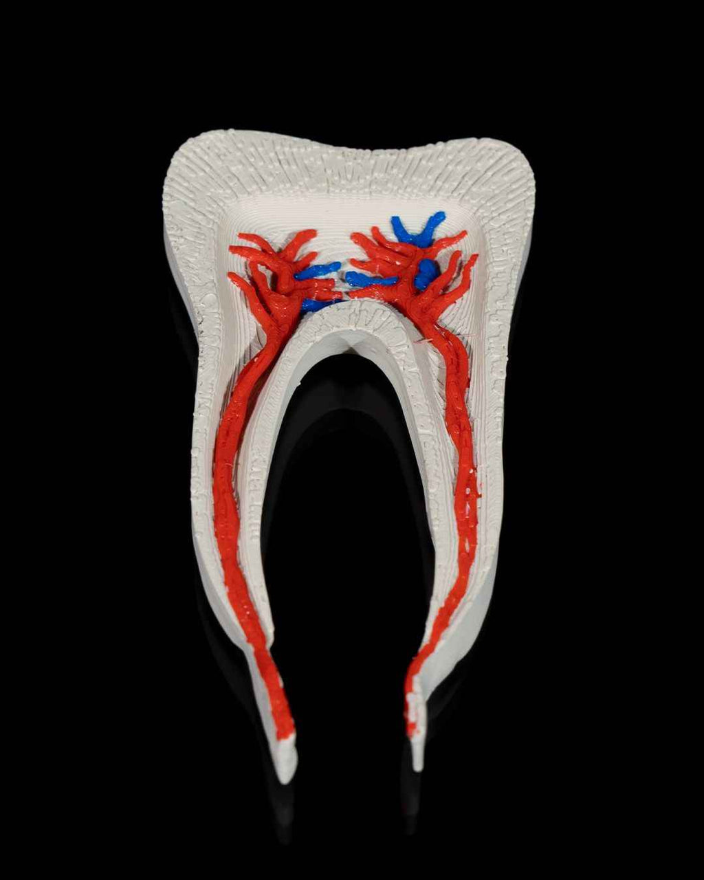 Healthy Premolar Tooth educational model - Myth & Motion by The Braysdown Workshop