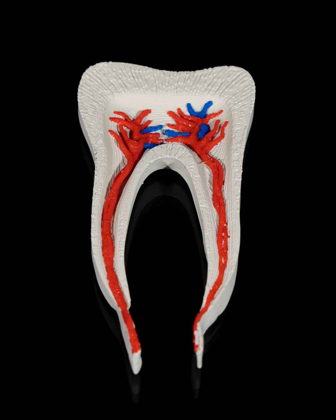 Healthy Premolar Tooth educational model - Myth & Motion by The Braysdown Workshop