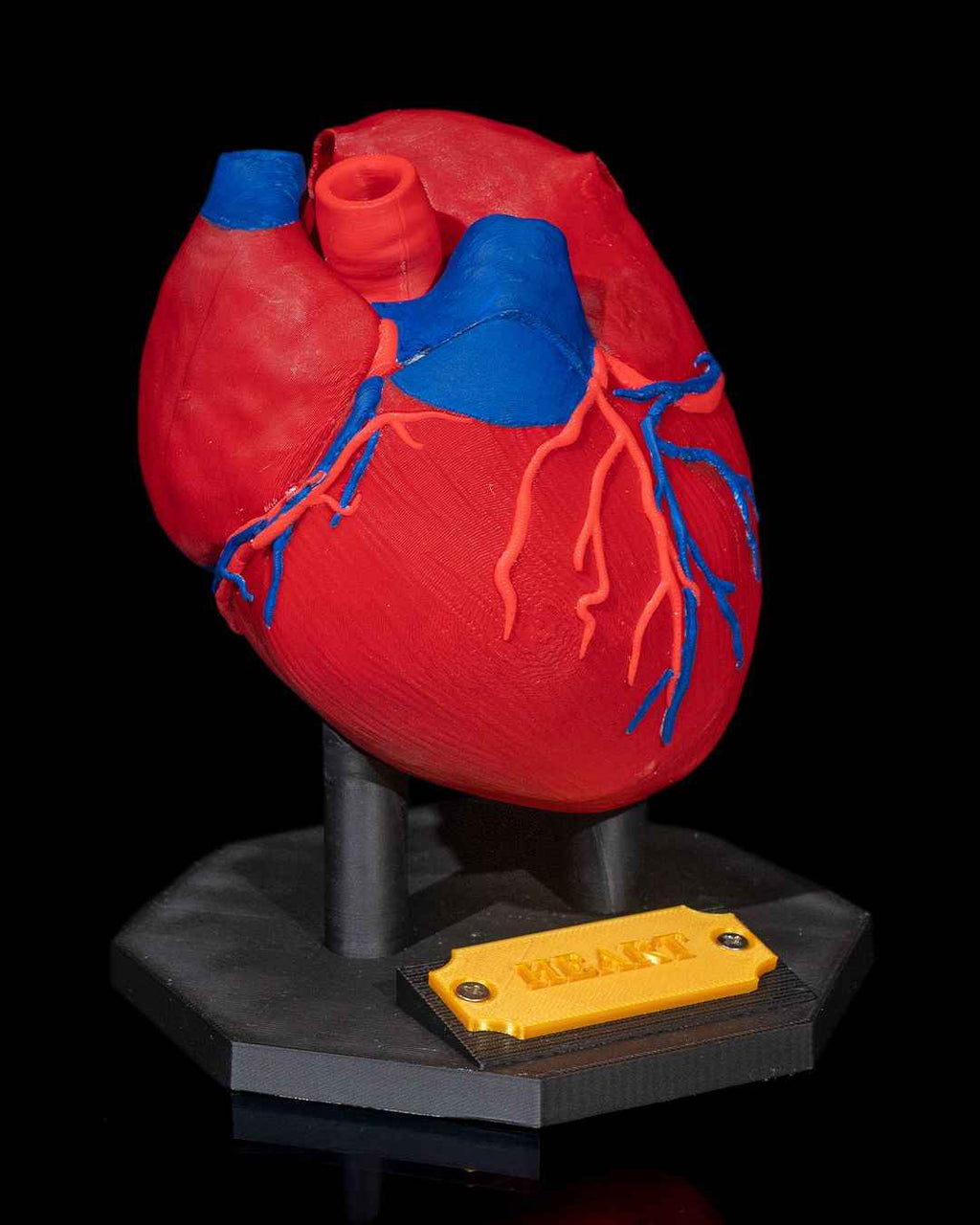 Heart Anatomical educational model - Myth & Motion by The Braysdown Workshop