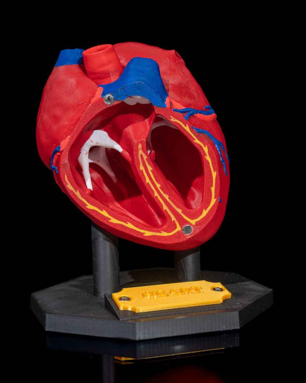 Heart Anatomical educational model - Myth & Motion by The Braysdown Workshop