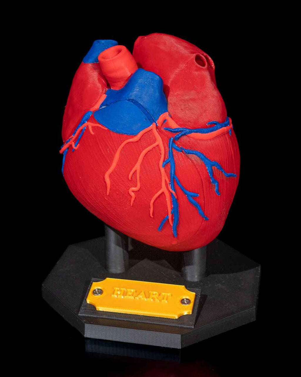 Heart Anatomical educational model - Myth & Motion by The Braysdown Workshop