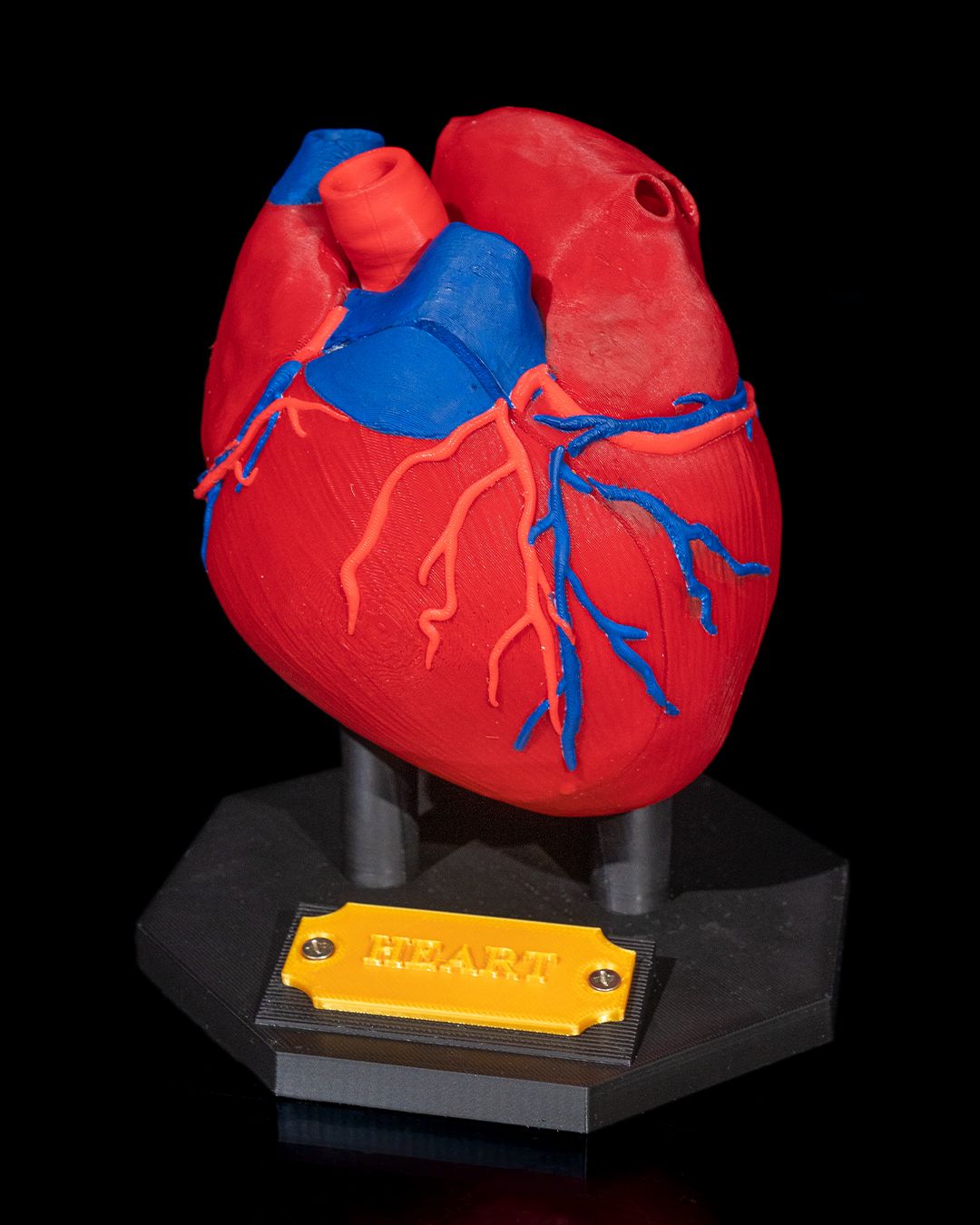 Heart Anatomical educational model