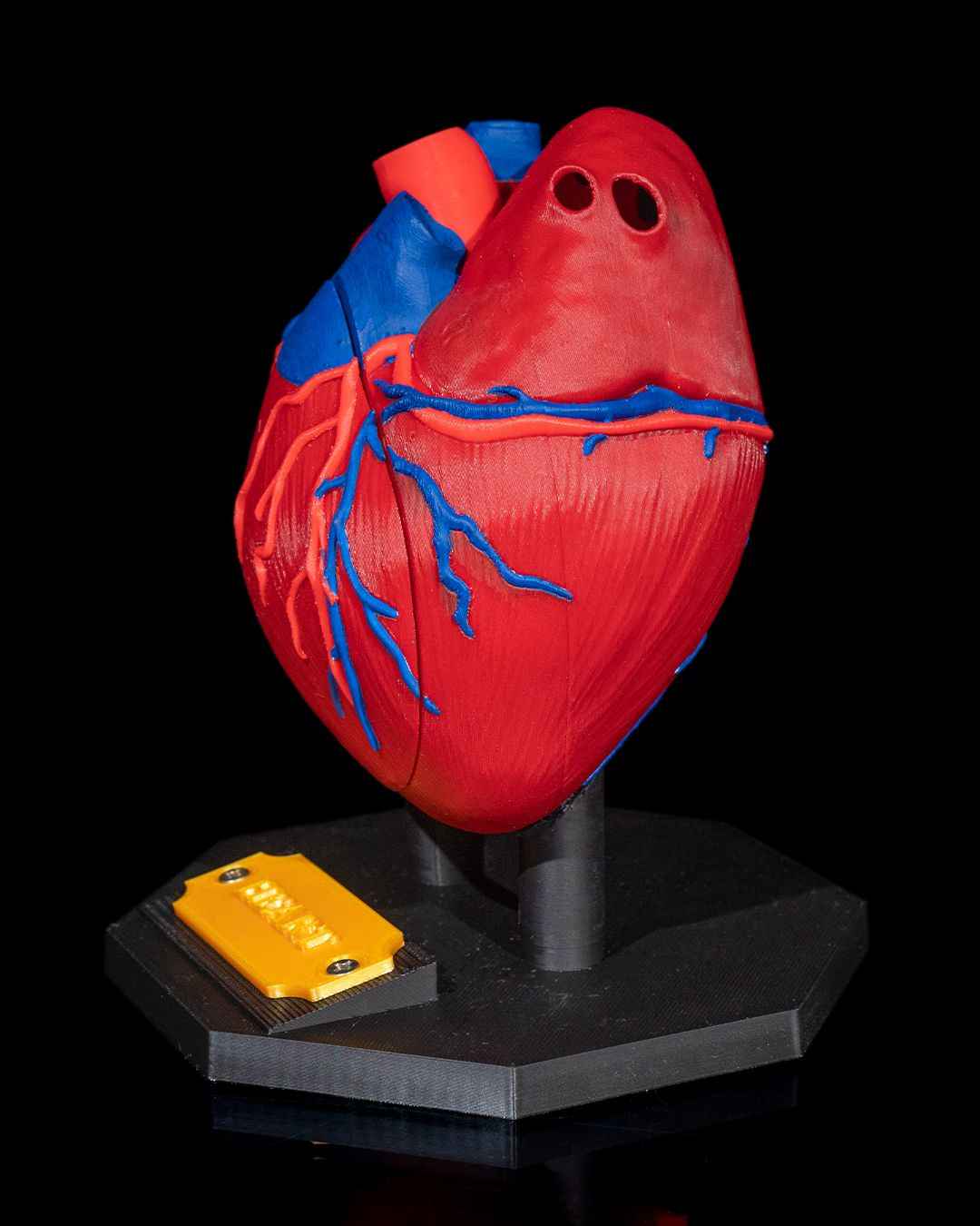 Heart Anatomical educational model - Myth & Motion by The Braysdown Workshop