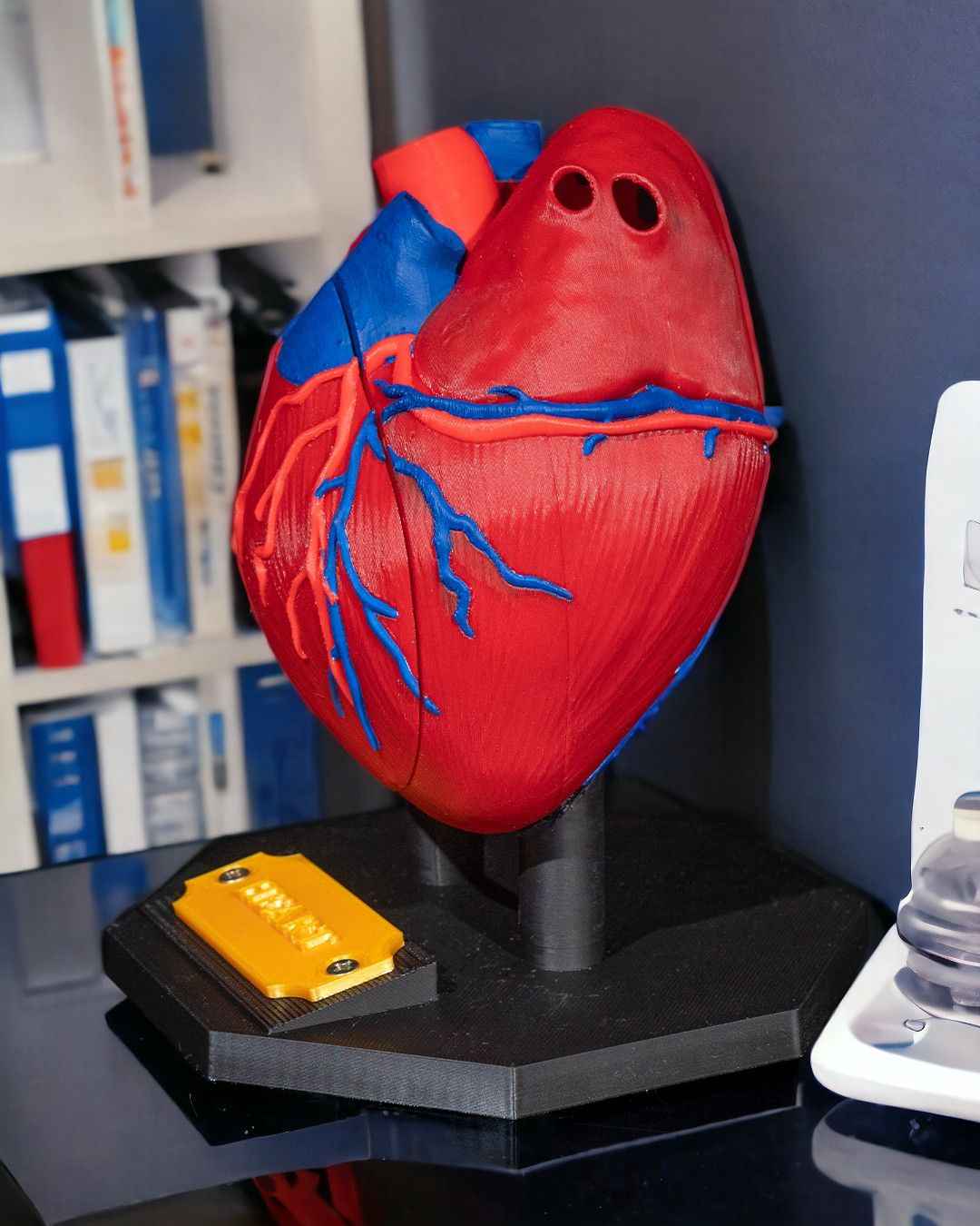 Heart Anatomical educational model - Myth & Motion by The Braysdown Workshop