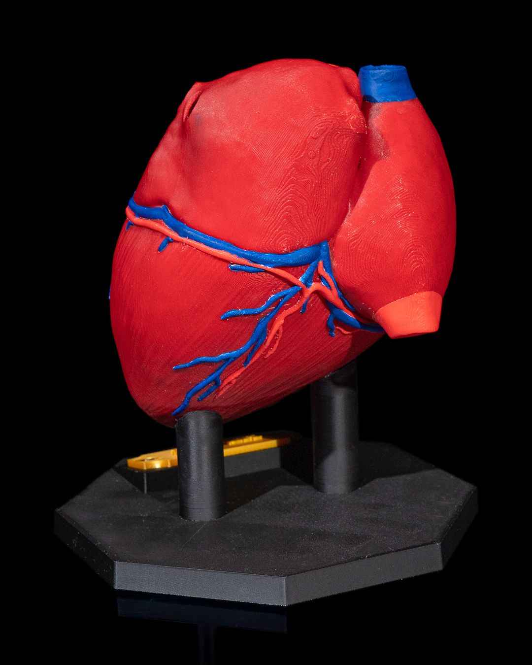 Heart Anatomical educational model - Myth & Motion by The Braysdown Workshop