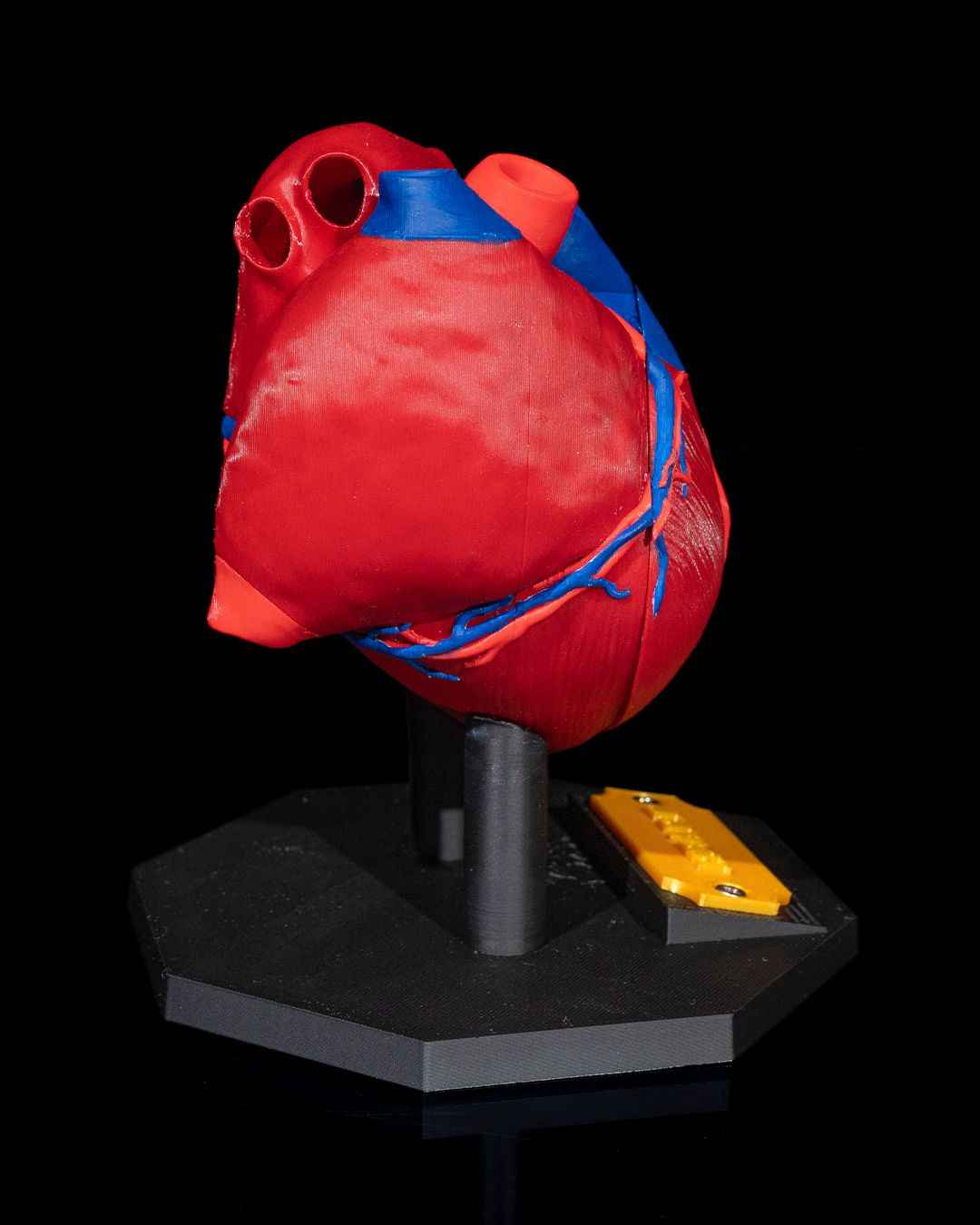 Heart Anatomical educational model - Myth & Motion by The Braysdown Workshop