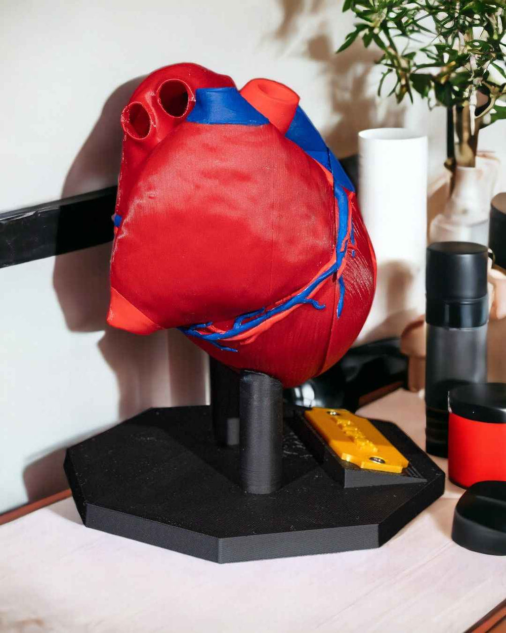 Heart Anatomical educational model - Myth & Motion by The Braysdown Workshop