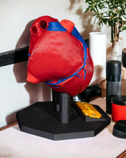 Heart Anatomical educational model