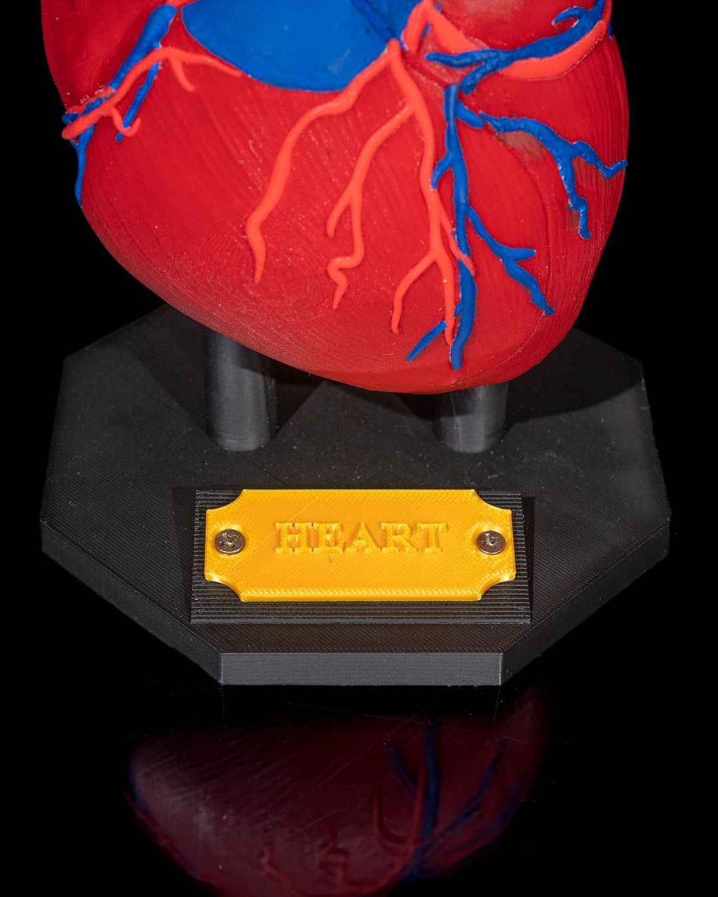 Heart Anatomical educational model - Myth & Motion by The Braysdown Workshop
