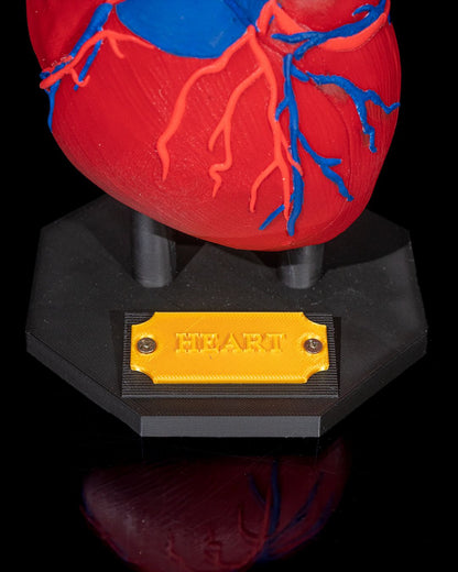 Heart Anatomical educational model